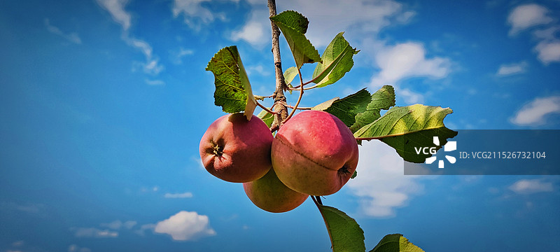 蓝天下的苹果特写镜头图片素材