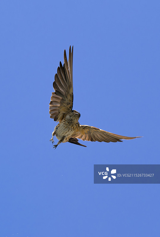 金腰燕在腾飞图片素材