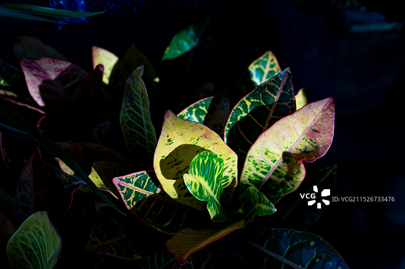 植物叶片的高角度视图图片素材