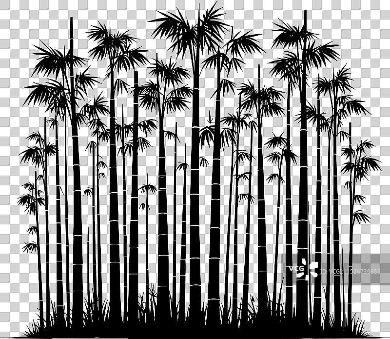 白色背景上的竹子植物剪影图片素材