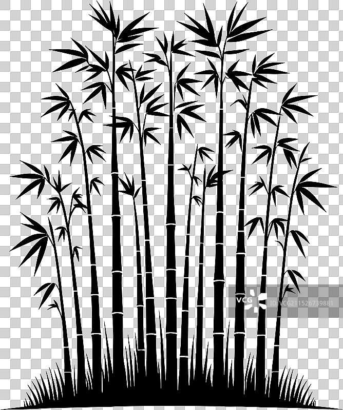 白色背景上的竹子植物剪影图片素材