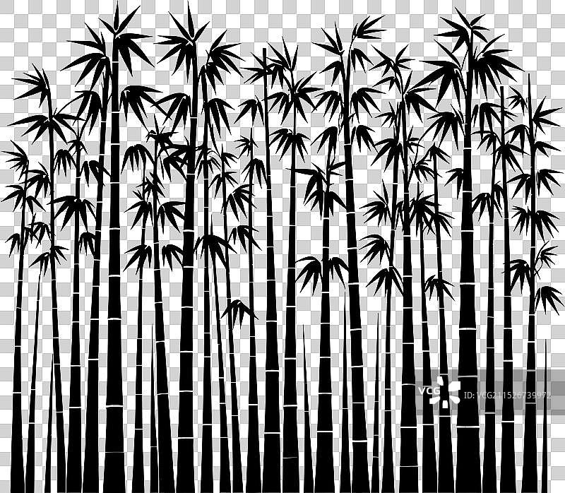 白色背景上的竹子植物剪影图片素材