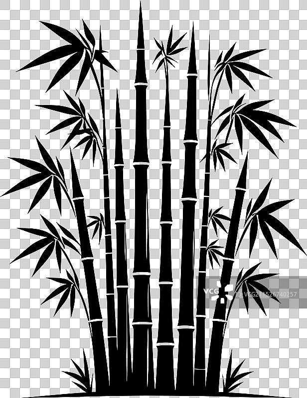白色背景上的竹子植物剪影图片素材