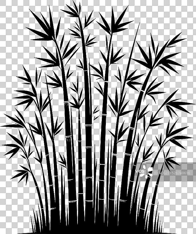 白色背景上的竹子植物剪影图片素材