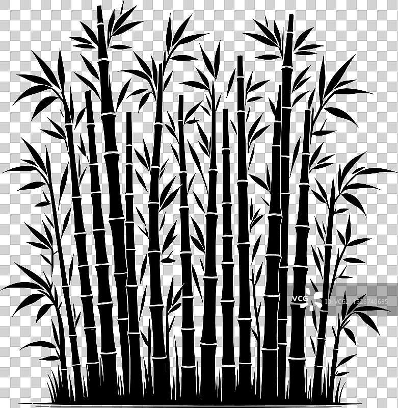 白色背景上的竹子植物剪影图片素材