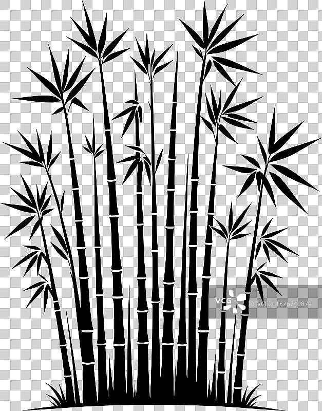 白色背景上的竹子植物剪影图片素材