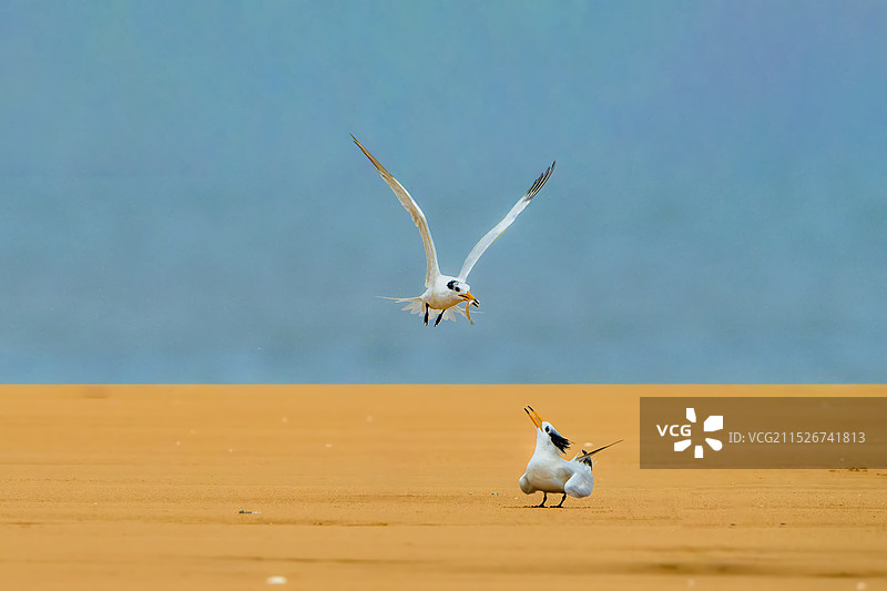 中华凤头燕鸥图片素材