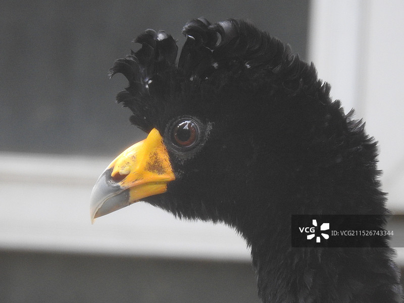 北京动物园黑凤冠雉图片素材