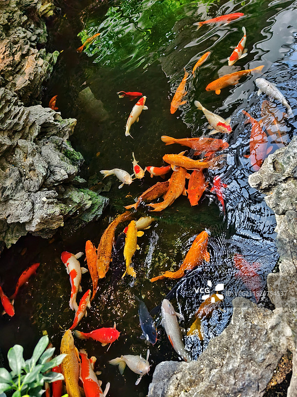 锦鲤戏水图片素材