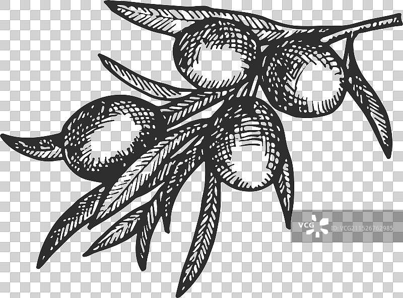 手绘有机橄榄枝植物图片素材