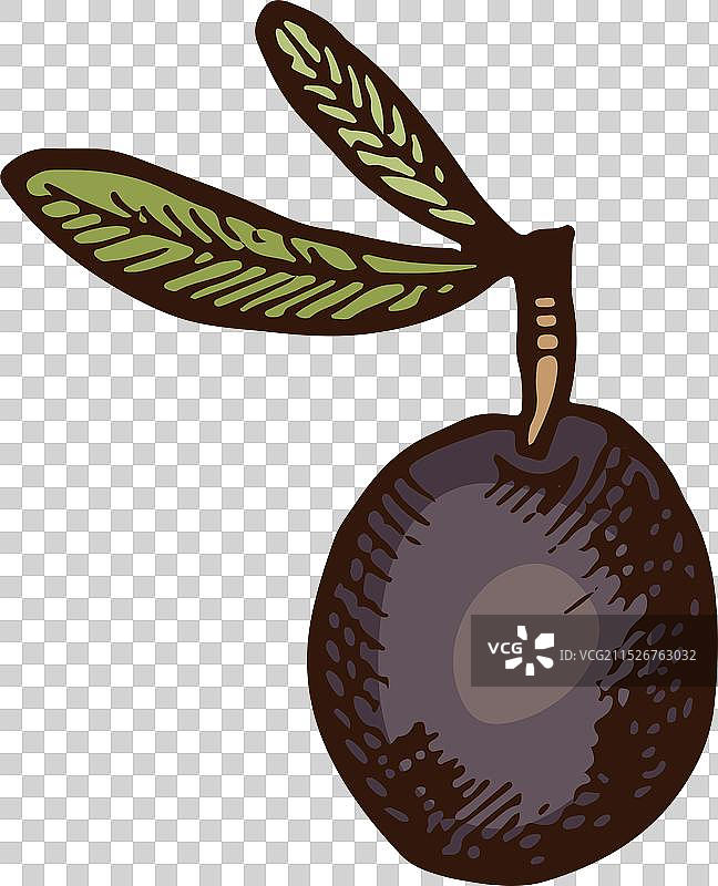 黑色橄榄色手绘草图图片素材