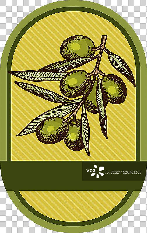 手绘橄榄油标签模板图片素材