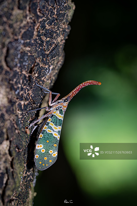 龙眼鸡微距图片素材