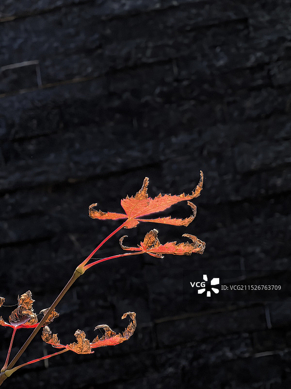 桌上植物的高角度视图图片素材