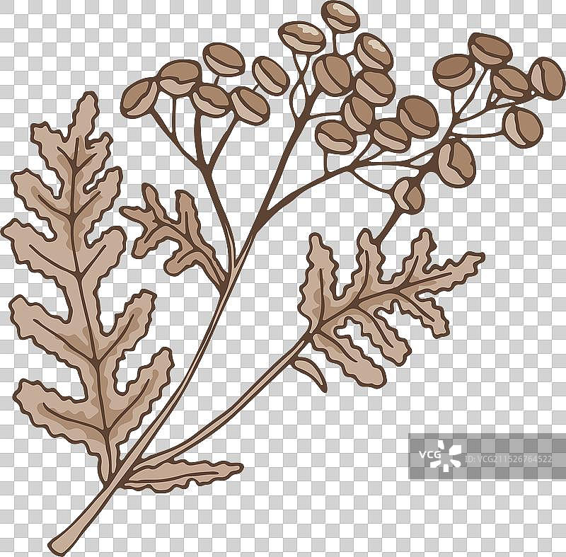 天然植物土荆芥草本图片素材