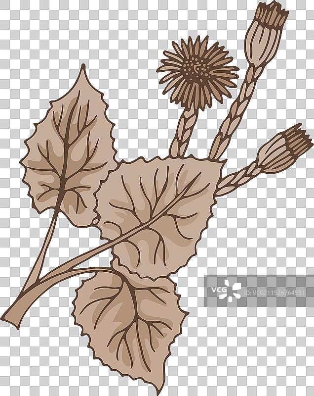 有机新鲜药用植物金盏花图片素材