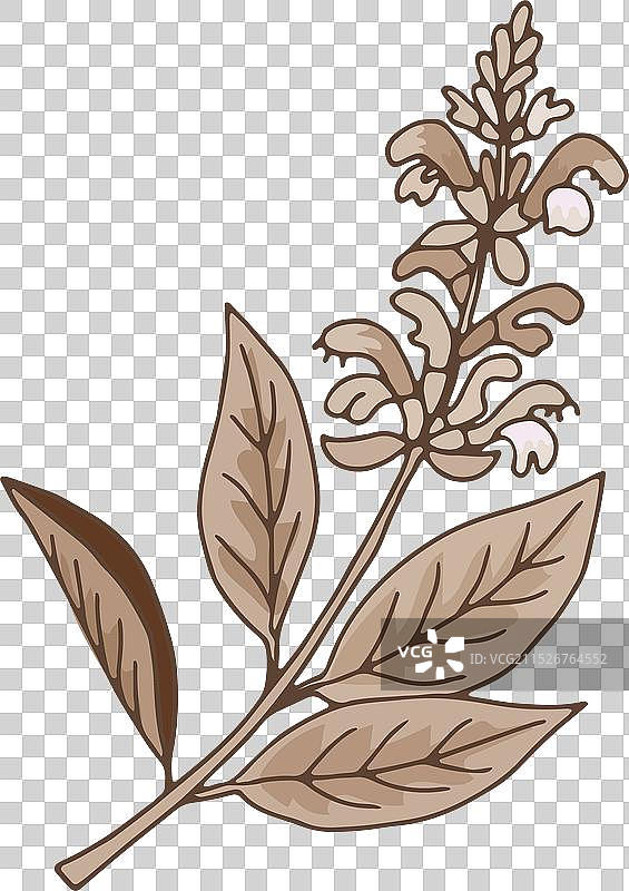 药用鼠尾草植物图片素材