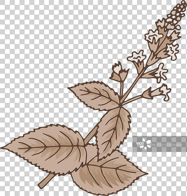 新鲜有机荨麻草本植物图片素材