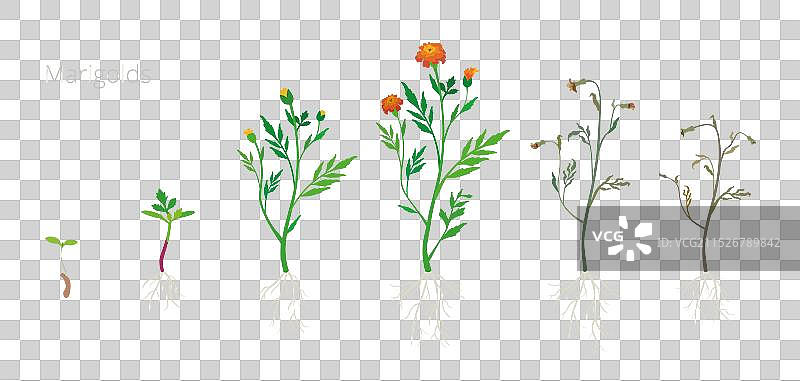 万寿菊生长图片素材