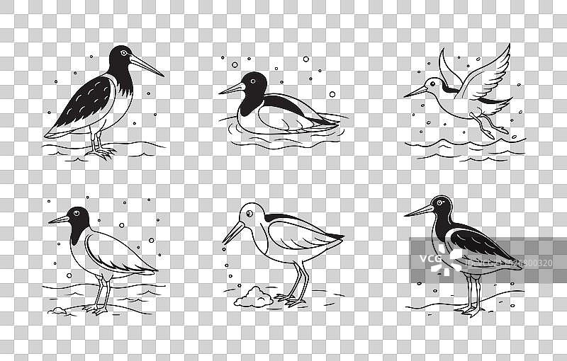 蛎鹬线条艺术细节打印套装图片素材