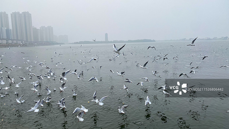 黄骅港贝壳湖图片素材