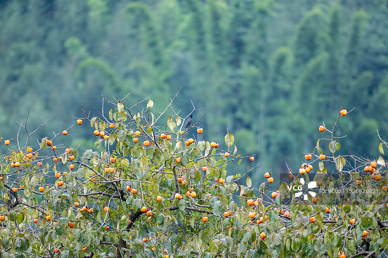 桂峰山下柿子红图片素材