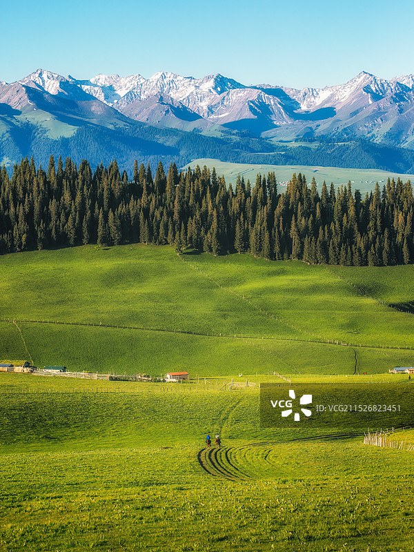 新疆伊犁喀拉峻草原日照金山森林草原图片素材