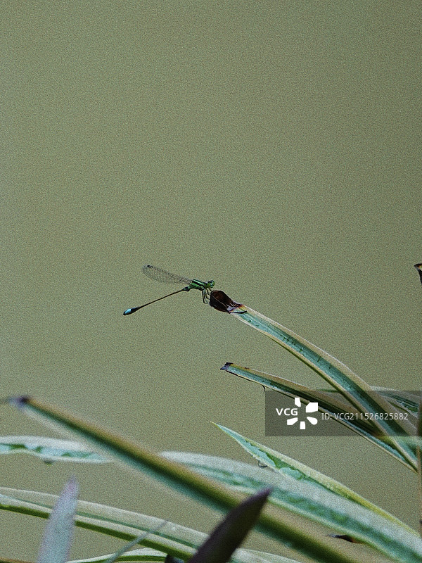 逢简水乡旅游观光图片素材