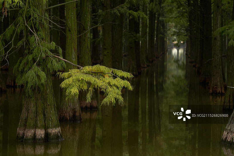 涨渡湖湿地森林公园水杉林图片素材