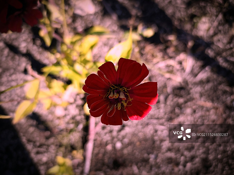 秋天的百日菊图片素材