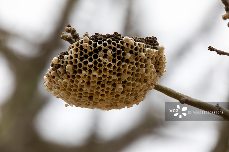 蜂巢图片素材