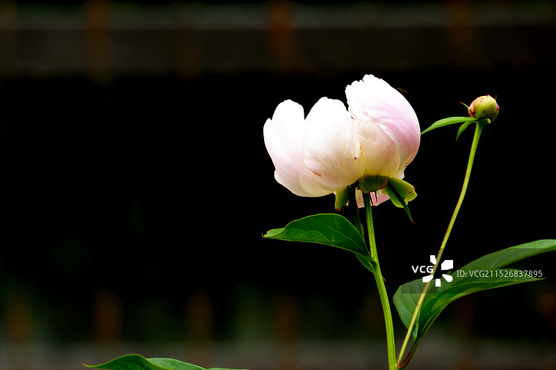 芍药花图片素材