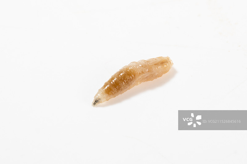 白色背景上的蛆虫图片素材