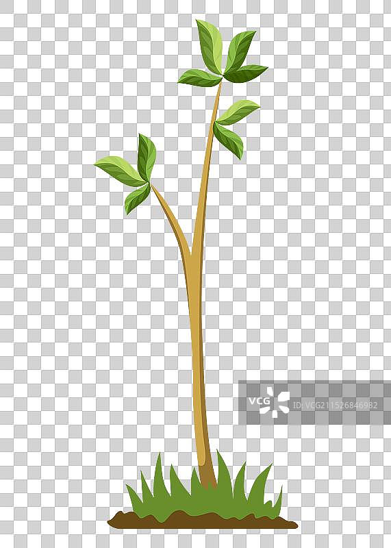 树木生长阶段与绿色小树图片素材