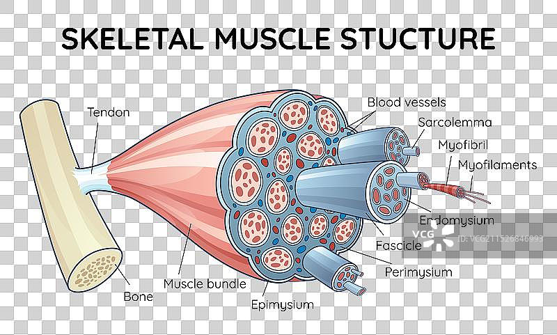骨骼肌解剖轮廓结构图图片素材