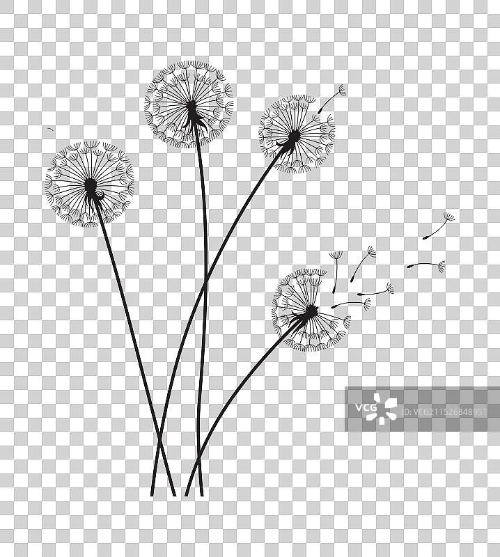 黑色蒲公英剪影背景图片素材