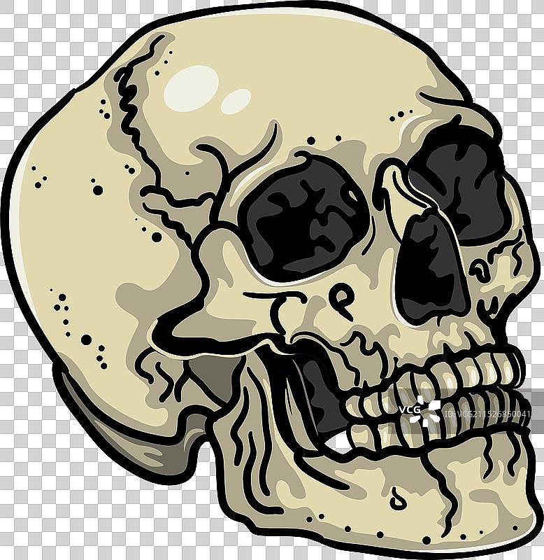 古人类头骨图片素材