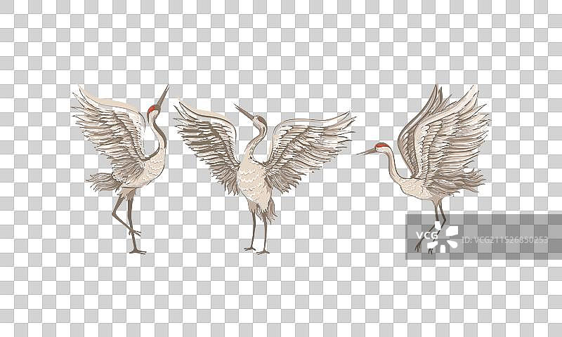 站立展翅的丹顶鹤图片素材