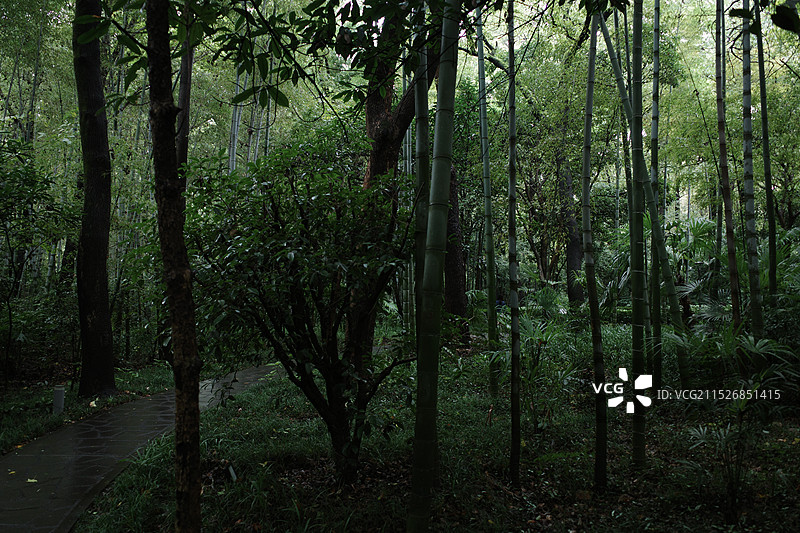 竹径通幽处图片素材