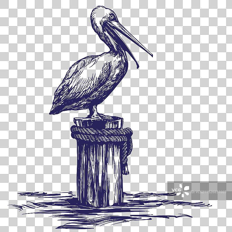 手绘鹈鹕鸟类野生动物图片素材