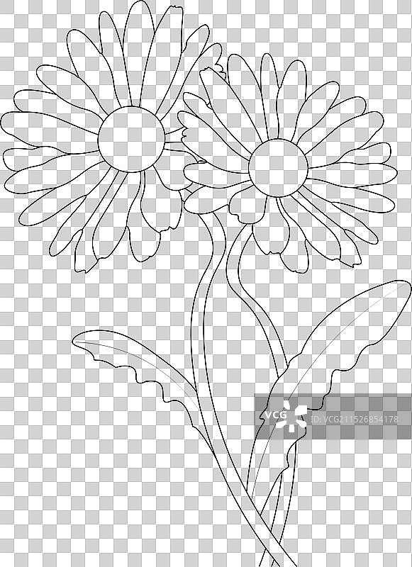 儿童雏菊花朵涂色页图片素材