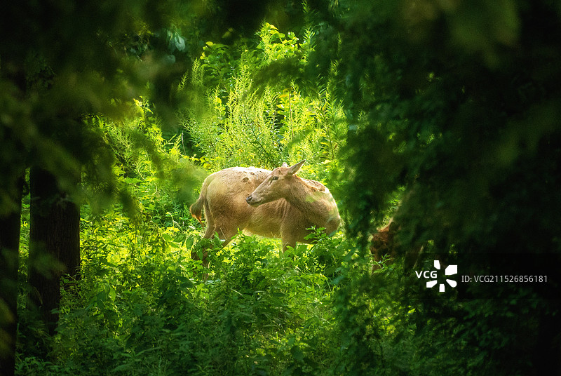 树丛中的麋鹿图片素材