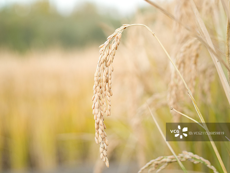 秋天沉甸甸金黄色的稻穗和稻田特写图片素材