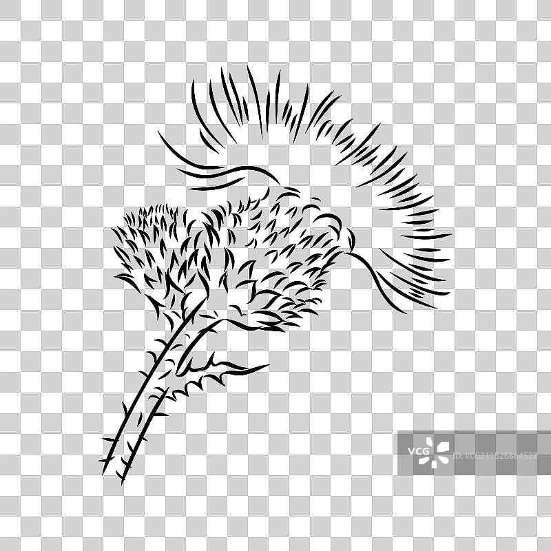 水飞蓟花植物蚀刻图片素材