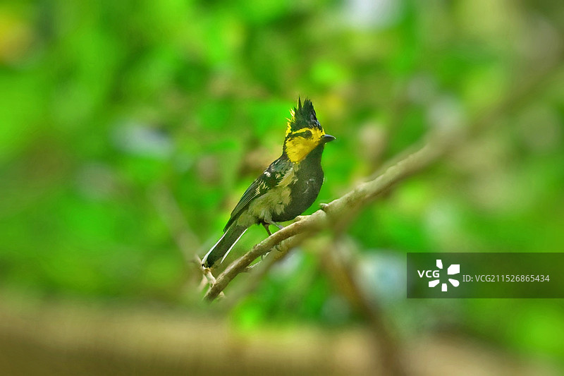 黄颊山雀图片素材