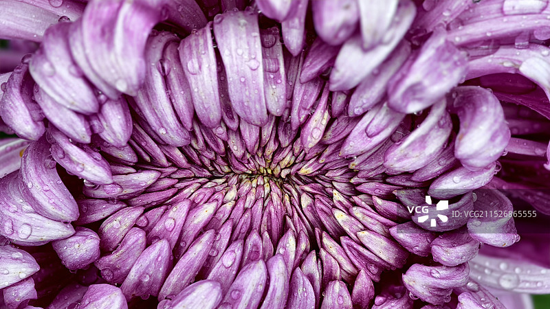 恶魔之眼一样的紫色菊花图片素材