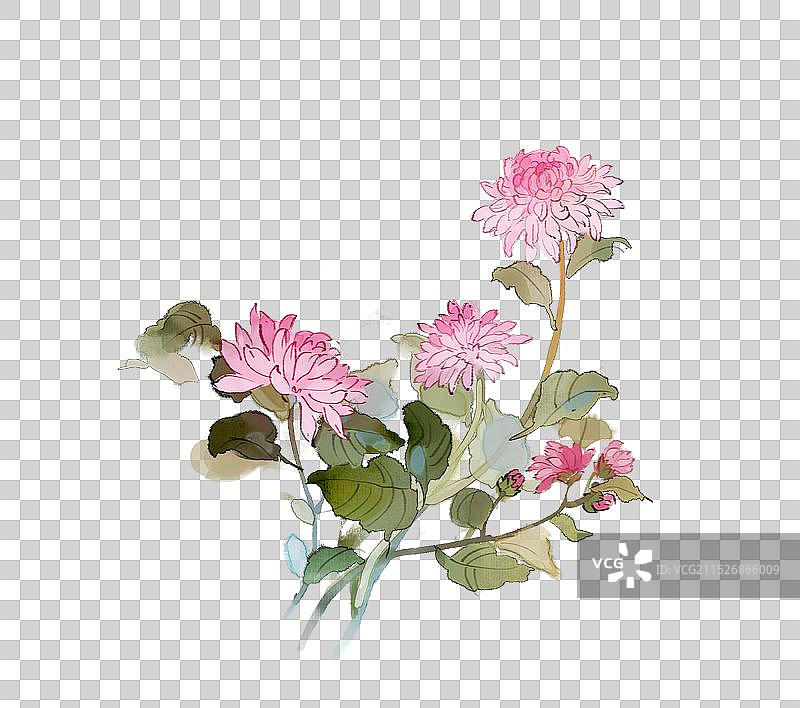 秋天的菊花图片素材