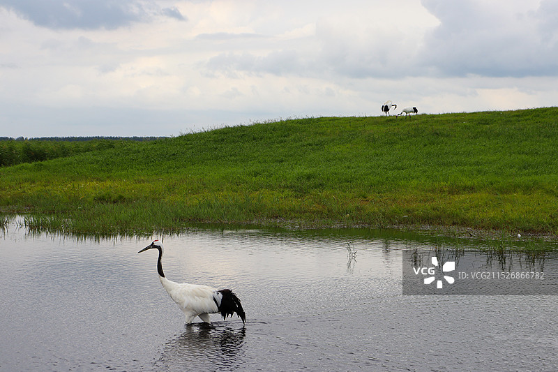 丹顶鹤图片素材