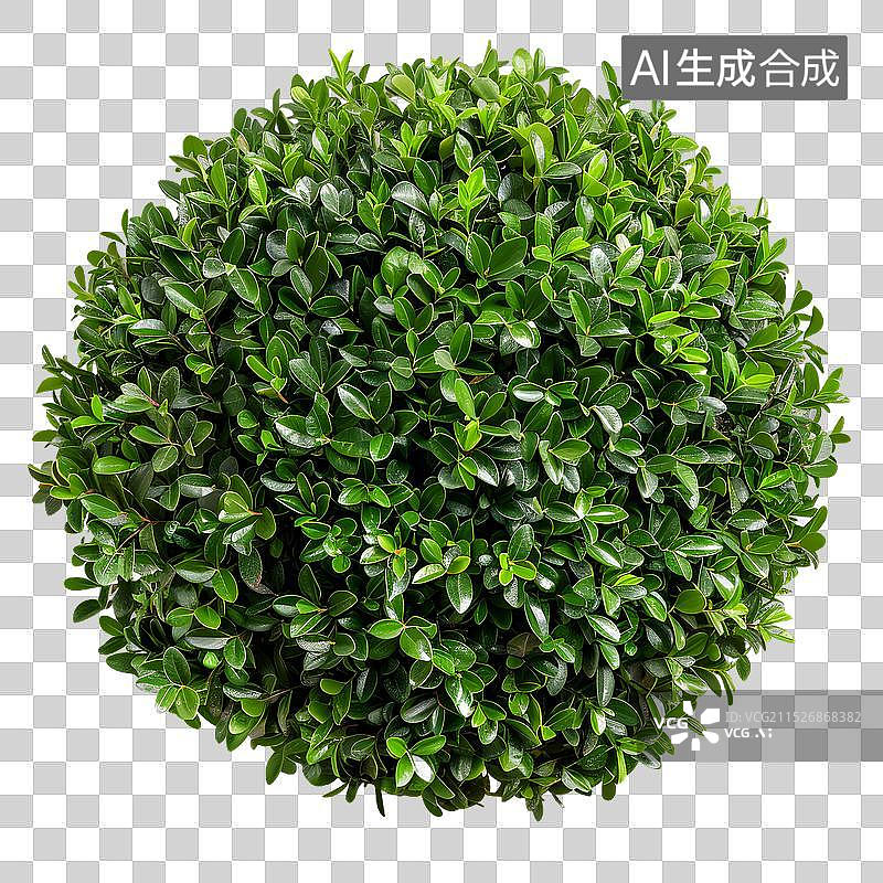 【AI数字艺术】免抠|白色背景上隔离的绿色灌木顶视图图片素材
