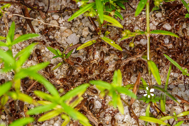 白蚁的群落图片素材